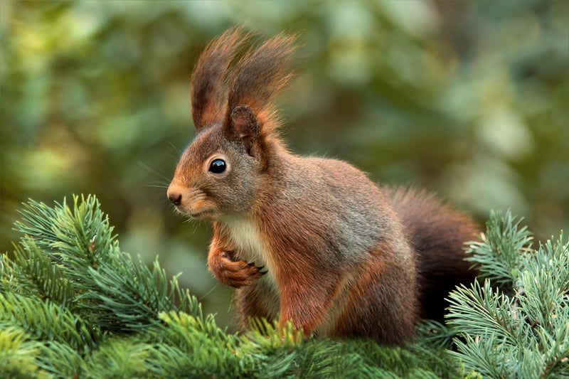 Squirrel Magnet